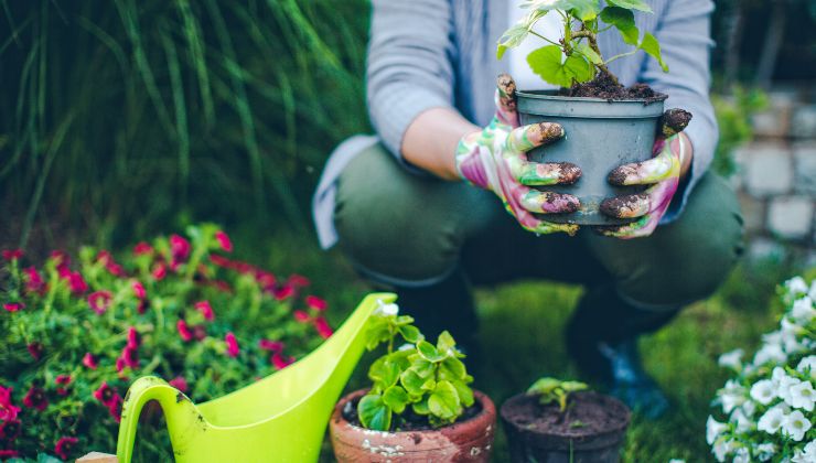 Reiche Ernte an Tomaten und Gurken Reiche Ernte an Tomaten und Gurken
