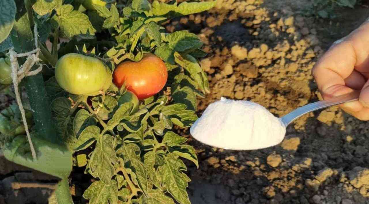 Tomaten auf dem Boden