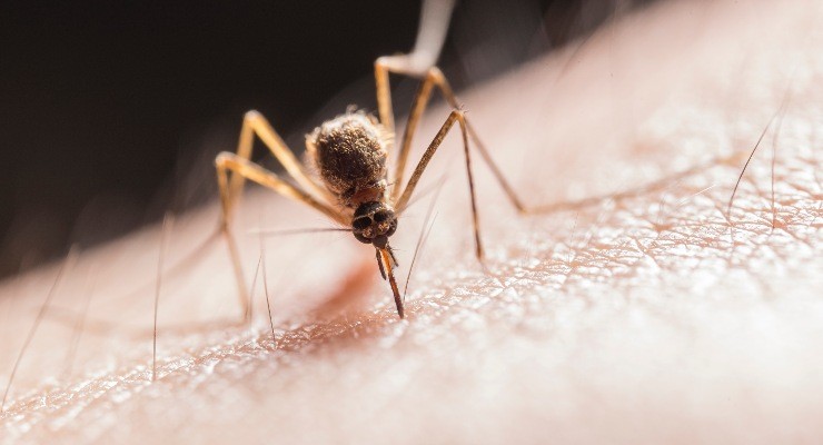 Mücken, Anti-Insekten.