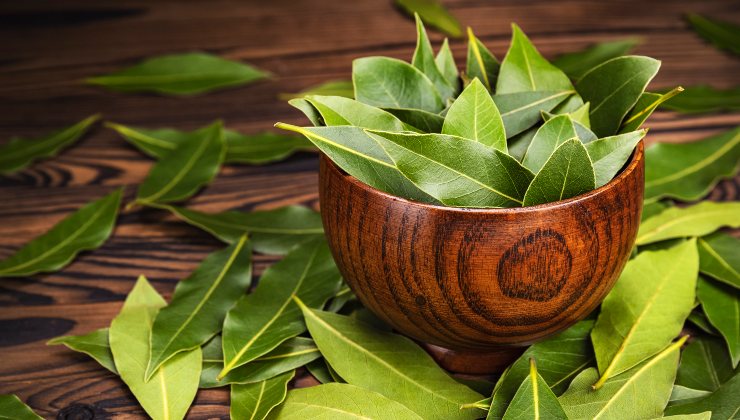 Die aromatische Pflanze gegen Mäuse Die aromatische Pflanze gegen Mäuse