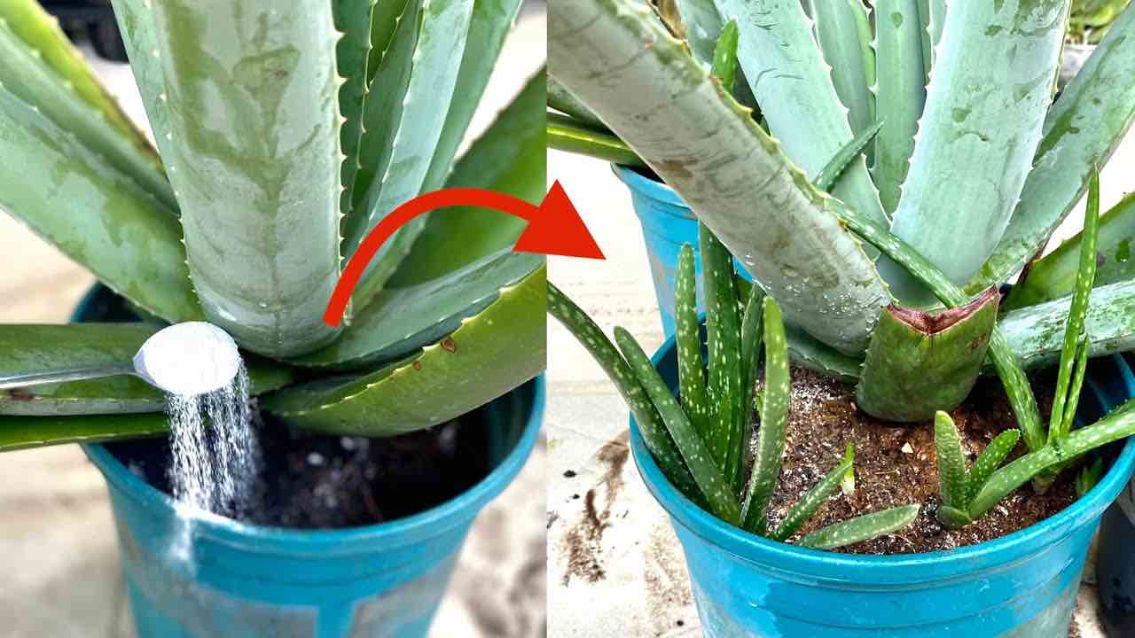 Aloe Vera vermehrt sich