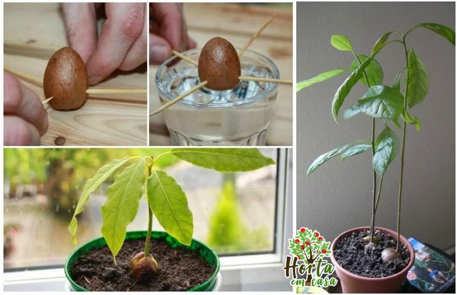 Avocado zu Hause anbauen tun avogado1.jpg Avocado zu Hause anbauen tun avogado1.jpg