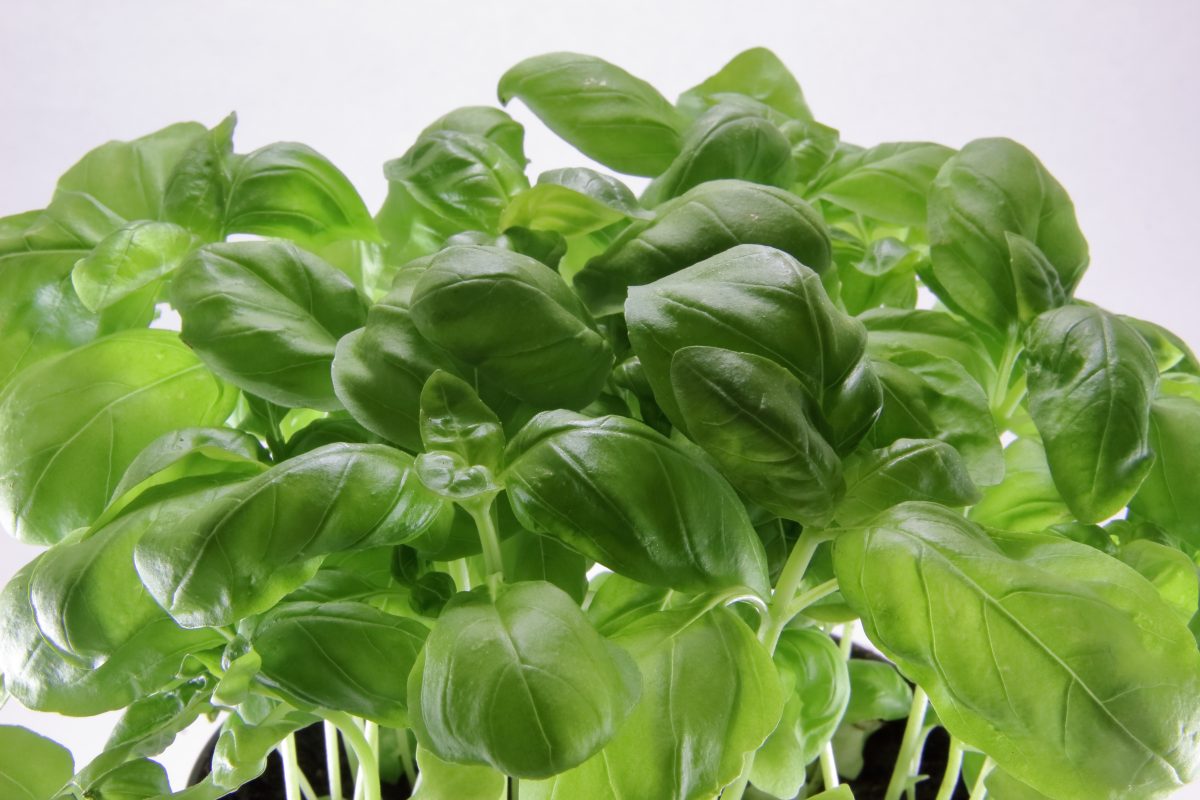 frisches Basilikum für 365 Tage AdobeStock 208812498 frisches Basilikum für 365 Tage AdobeStock 208812498