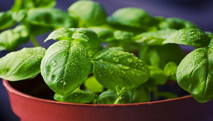 Basilikum, aromatische Pflanze