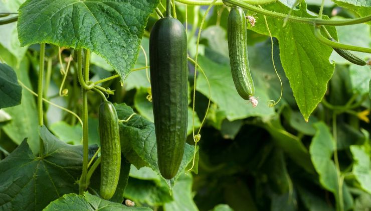 Cetrioli ingrediente naturale Natürliche Zutat Gurken