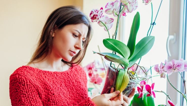 Züchte Orchideen