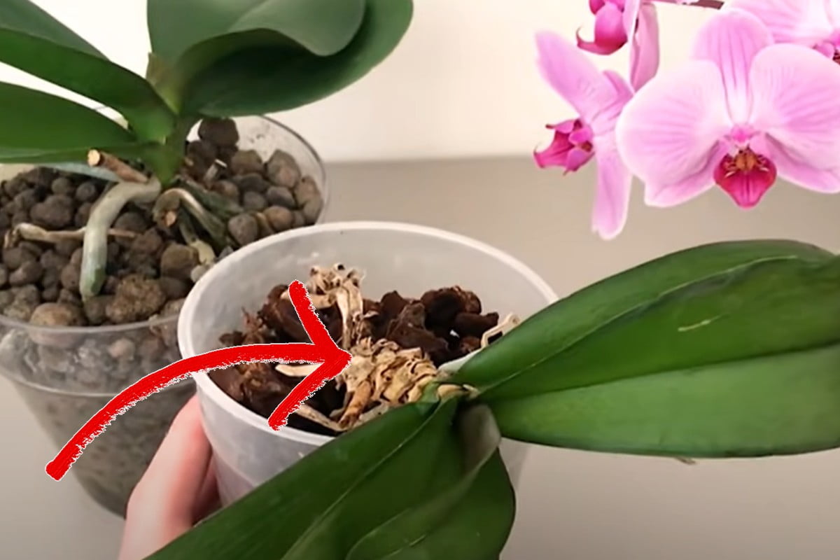 So retten Sie eine dehydrierte Orchidee Orchidee mit trockenen Wurzeln? Wirf es nicht weg! Hier erklären wir, wie man es speichert!