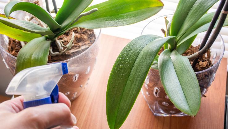 Orchideenblattdünger