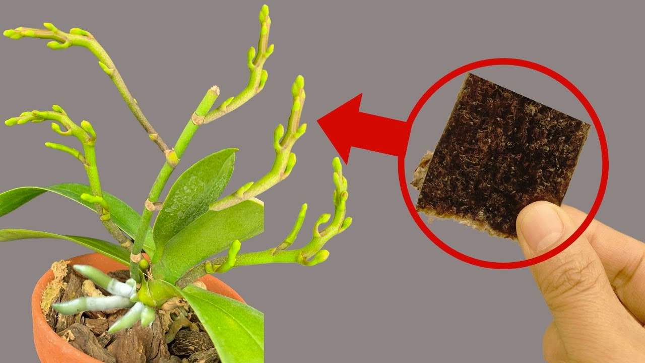 Zutat in Orchideen Zutat in Orchideen