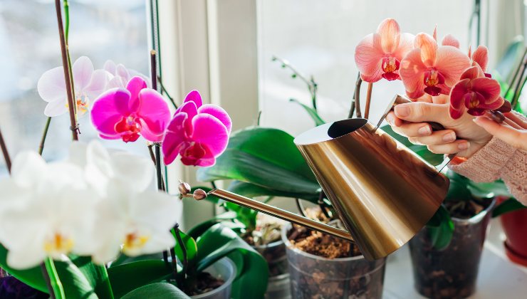 Orchideenpflege Orchideenpflege