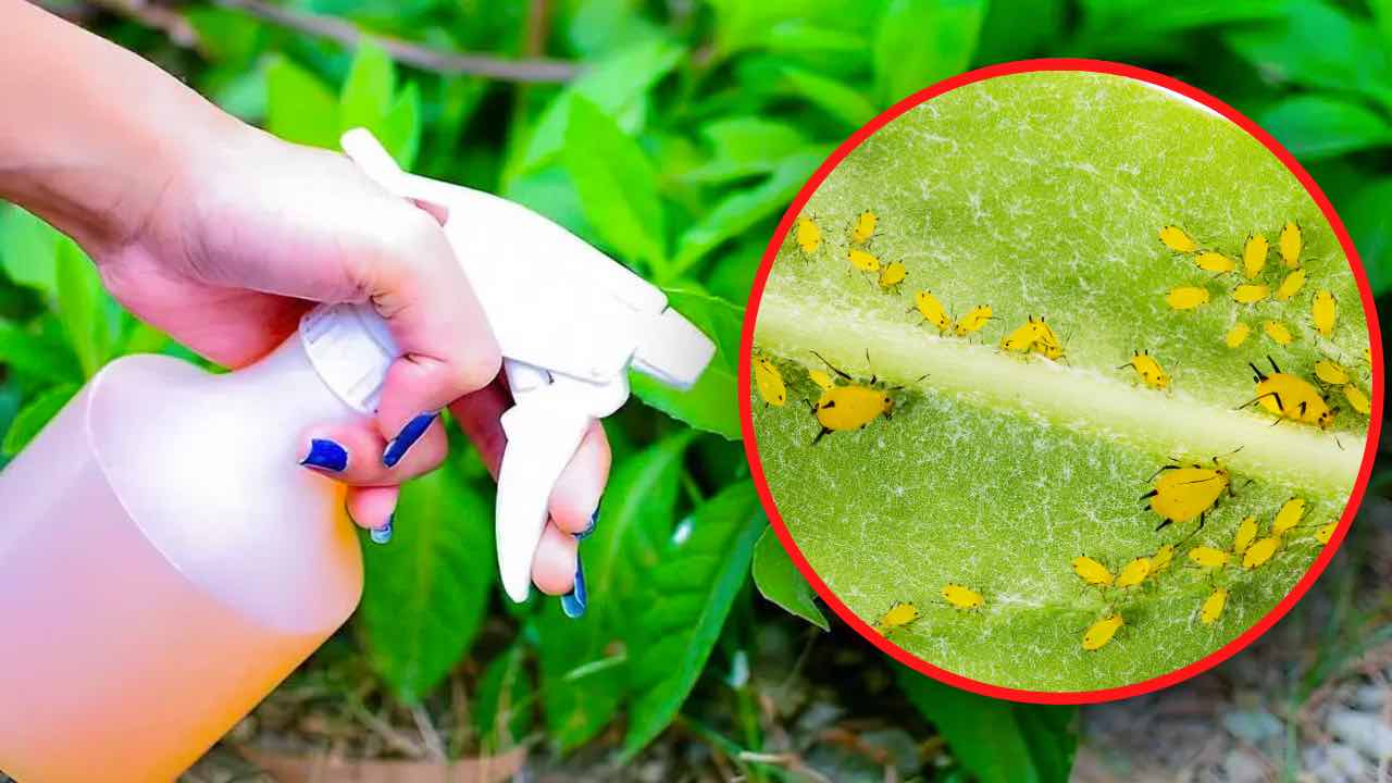 natürliches Insektizid
