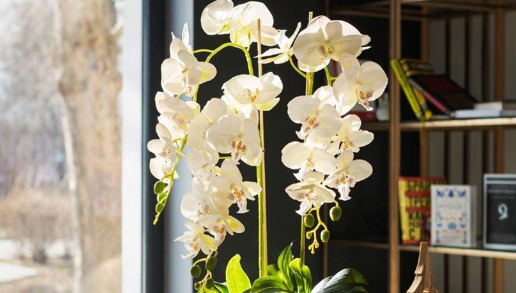 Weisse Orchidee