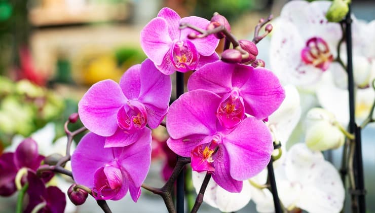 Lila Orchidee
