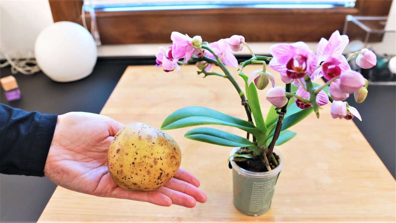 Orchideen