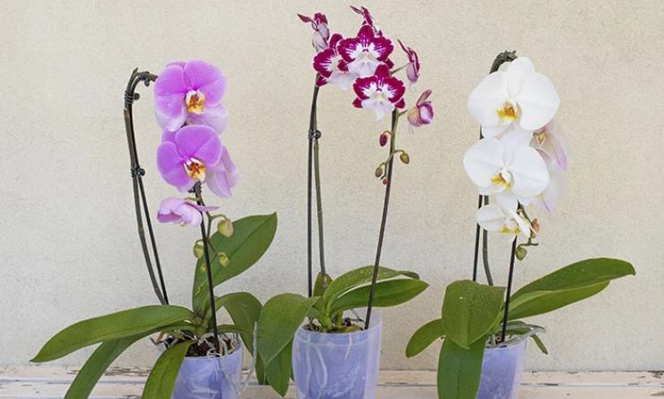 Orchideen