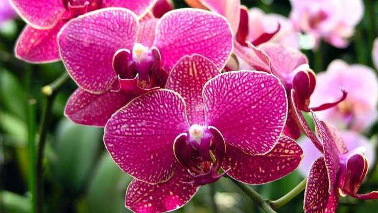 Orchideen