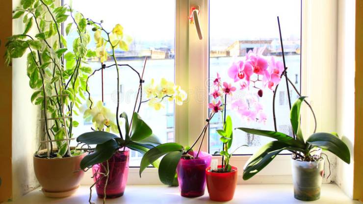 Orchideen im Haus