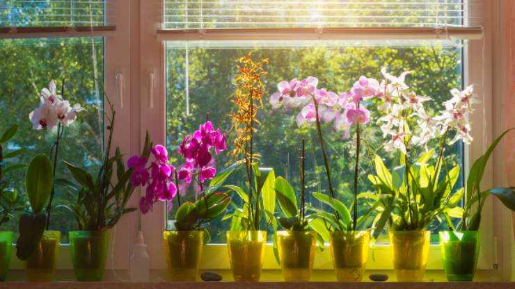 üppige Orchideen