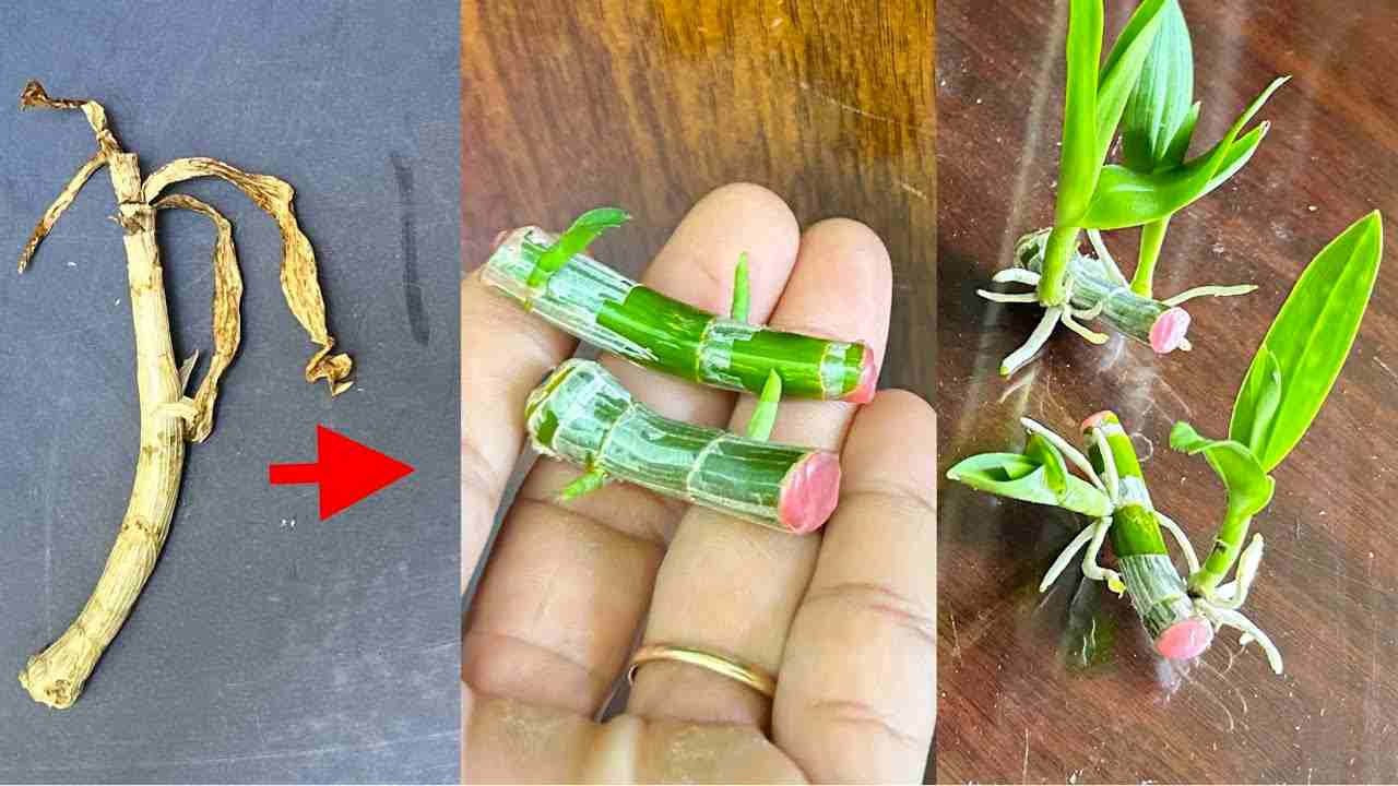 Teil der Pflanze Teil der Pflanze