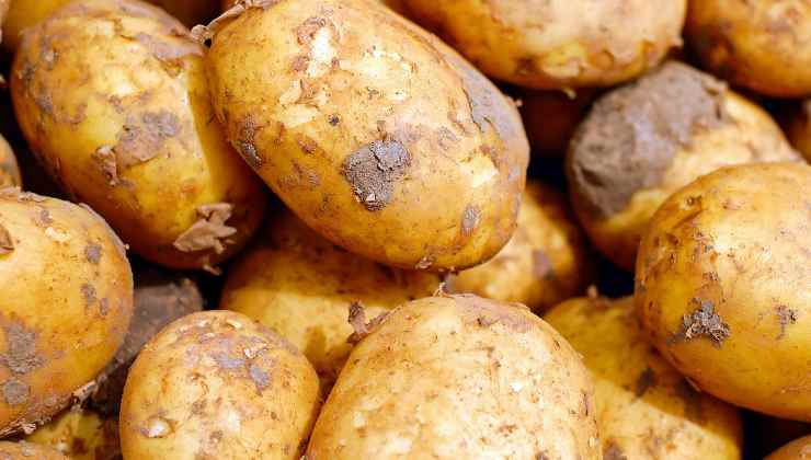 Kartoffeln mit Sprossen Kartoffeln mit Sprossen