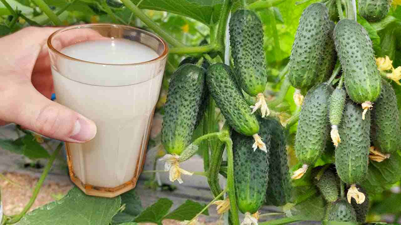 Gurken pflanzen Gurken pflanzen