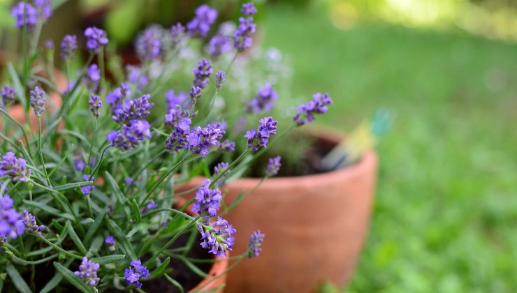Lavendelpflanze – natürliches Insektizid