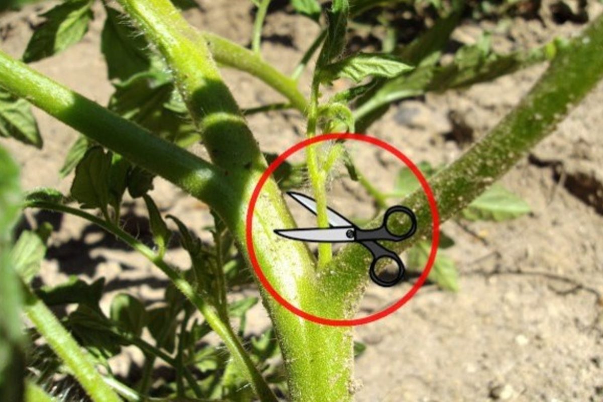 Tomaten und das ist das Geheimnis 7 5 1200x800 1 Tomaten und das ist das Geheimnis 7 5 1200x800 1