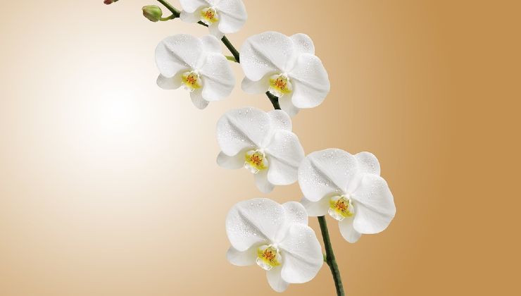 Orchideenzweige Orchideenzweige