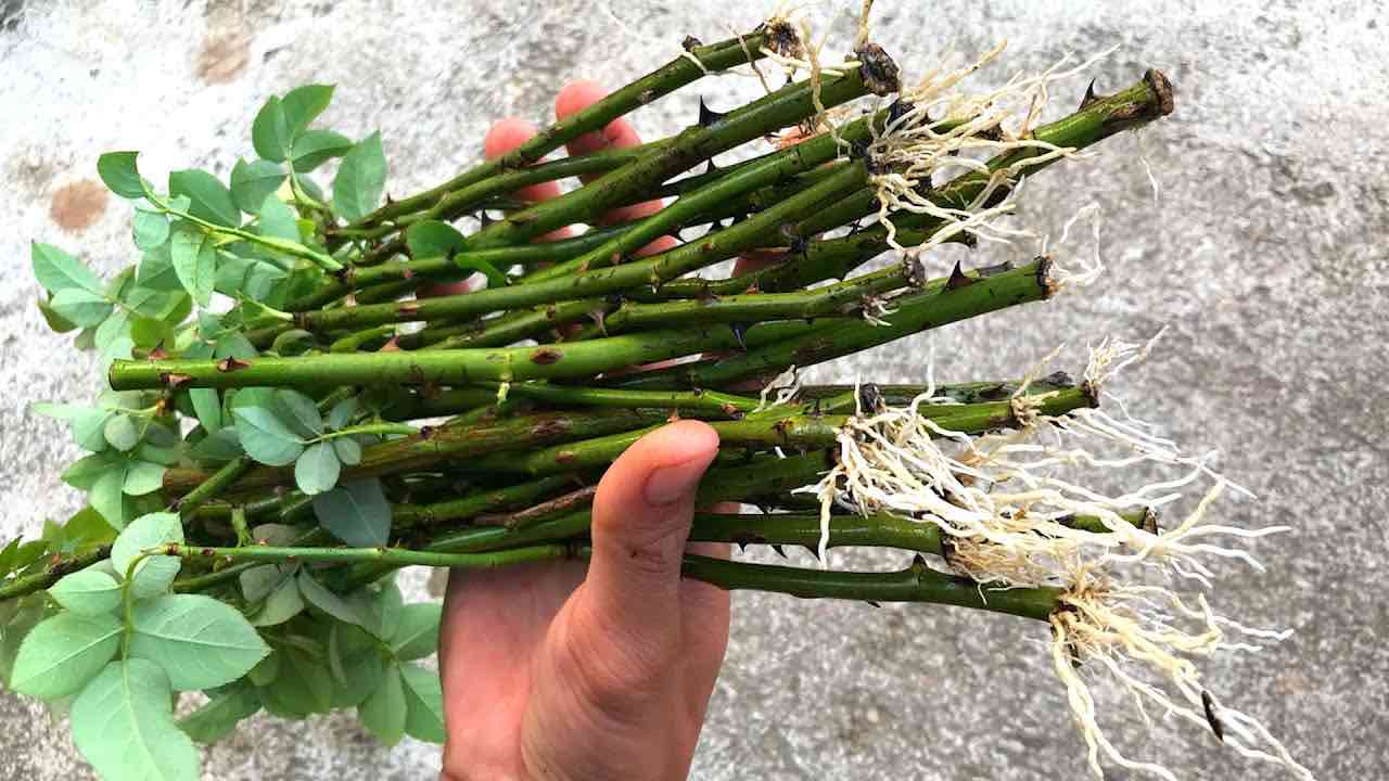 Ramas de Rosas Ramas de Rosas