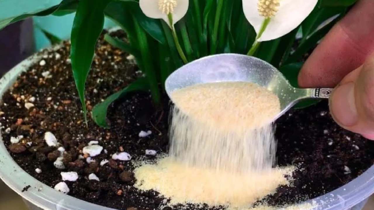Heilmittel gegen Insekten in Pflanzen