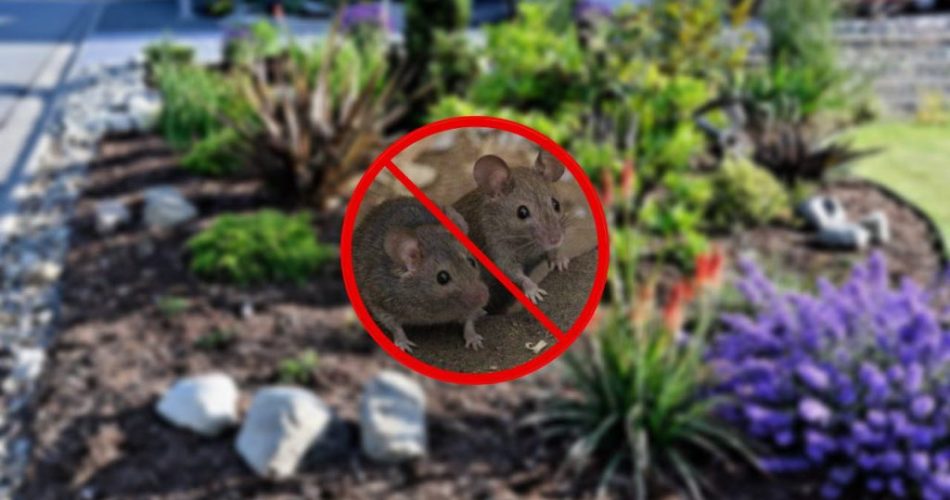 So vertreiben Sie Mäuse ohne Chemie aus dem Garten Das Mittel, um sie