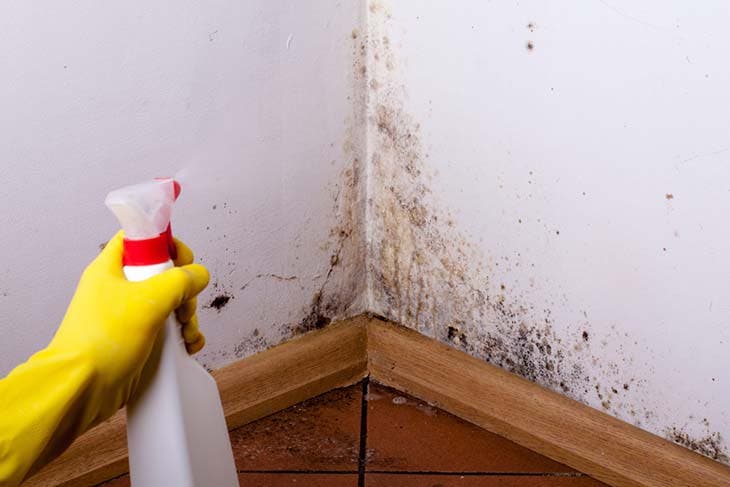 Der geniale Trick, um Schimmel dauerhaft an Wänden zu beseitigen 2 Flecken Schimmel Wand