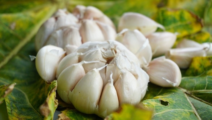 Knoblauchzehen