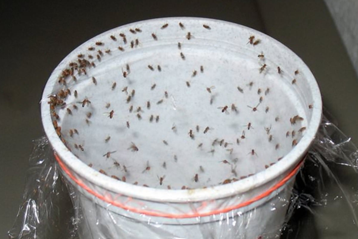 Tötet Kakerlaken, Fliegen und Mücken, natürliches Insektizid Kakerlaken, Fliegen und Mücken töten – natürliches Insektizid