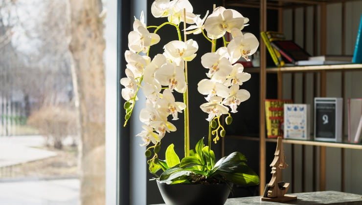 Vase mit weißen Orchideen