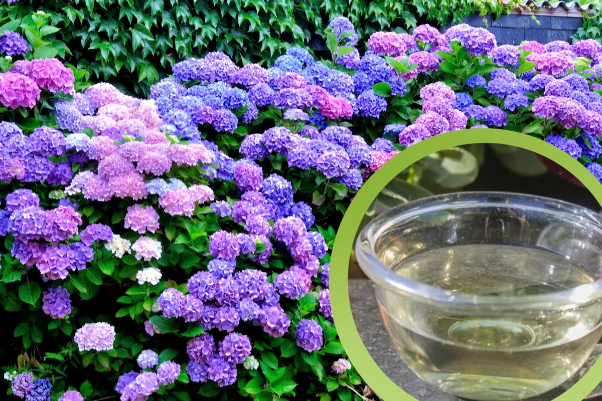Gießen Sie nur 1 Glas Hortensien ein und gießen Sie ein Glas Hortensienessig ein Gießen Sie nur 1 Glas Hortensien ein und gießen Sie ein Glas Hortensienessig ein