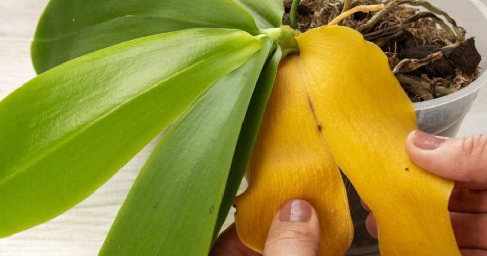 Warum hat eine Orchidee gelbe Blätter? Die Ursachen könnten diese sein