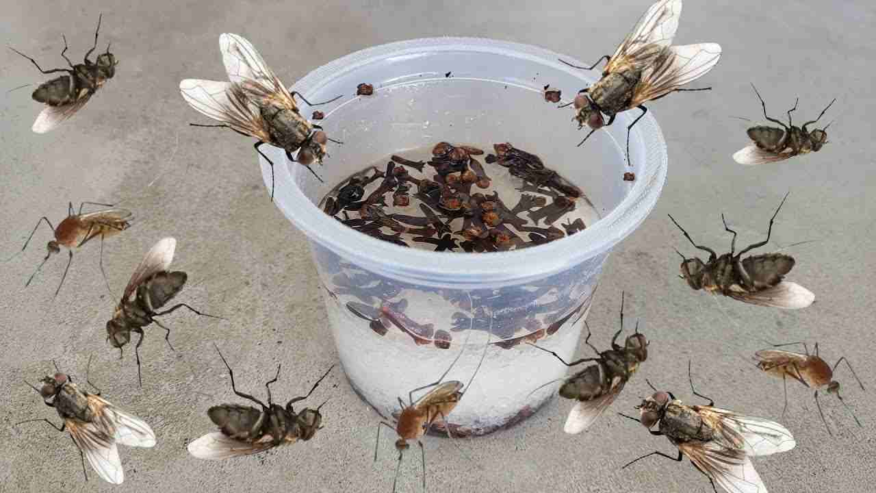 Tante mosche Viele Fliegen