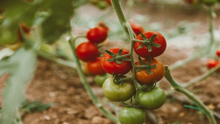 Tomaten im Garten
