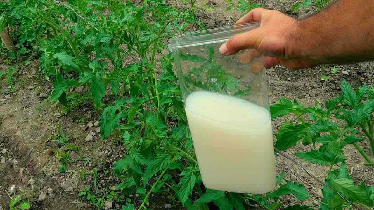 Kraftvoller natürlicher Dünger