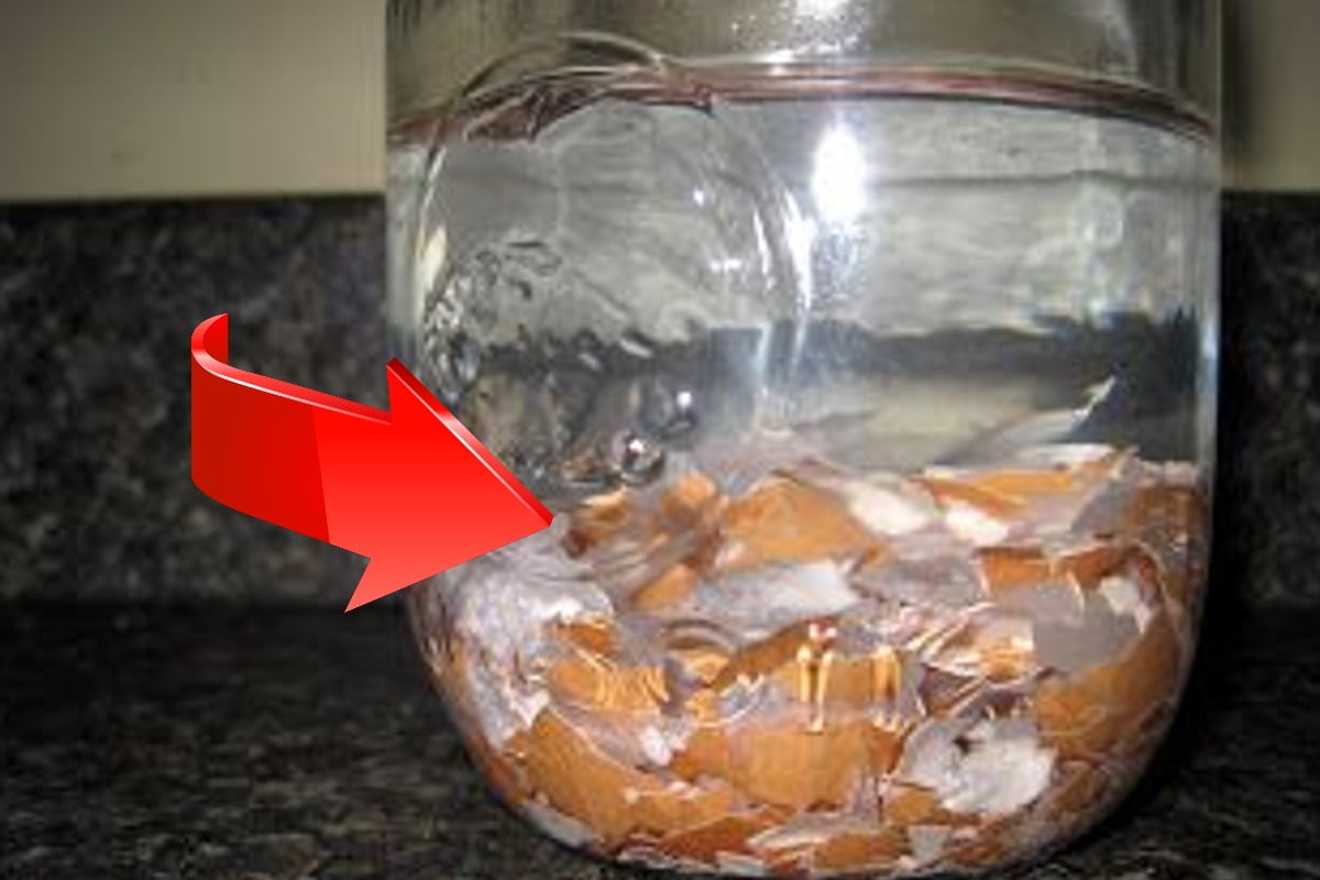 Eierschalen in Wasser einweichen Eierschalen 1 Eierschalen in Wasser einweichen Eierschalen 1