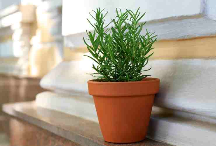 Rosmarinpflanze Rosmarinzweige