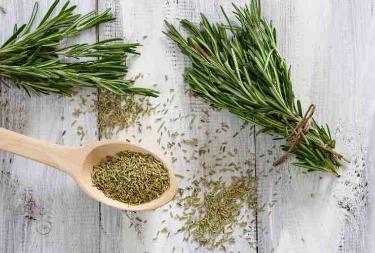 Rosmarinzweige Rosmarinzweige