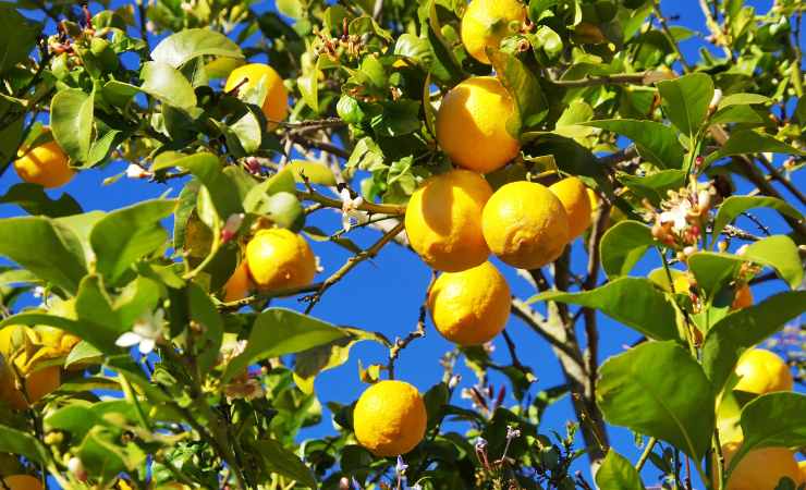 Zitronenbaum Zitronenbaum
