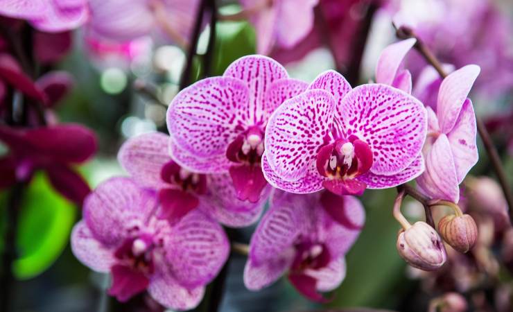 Orchidee