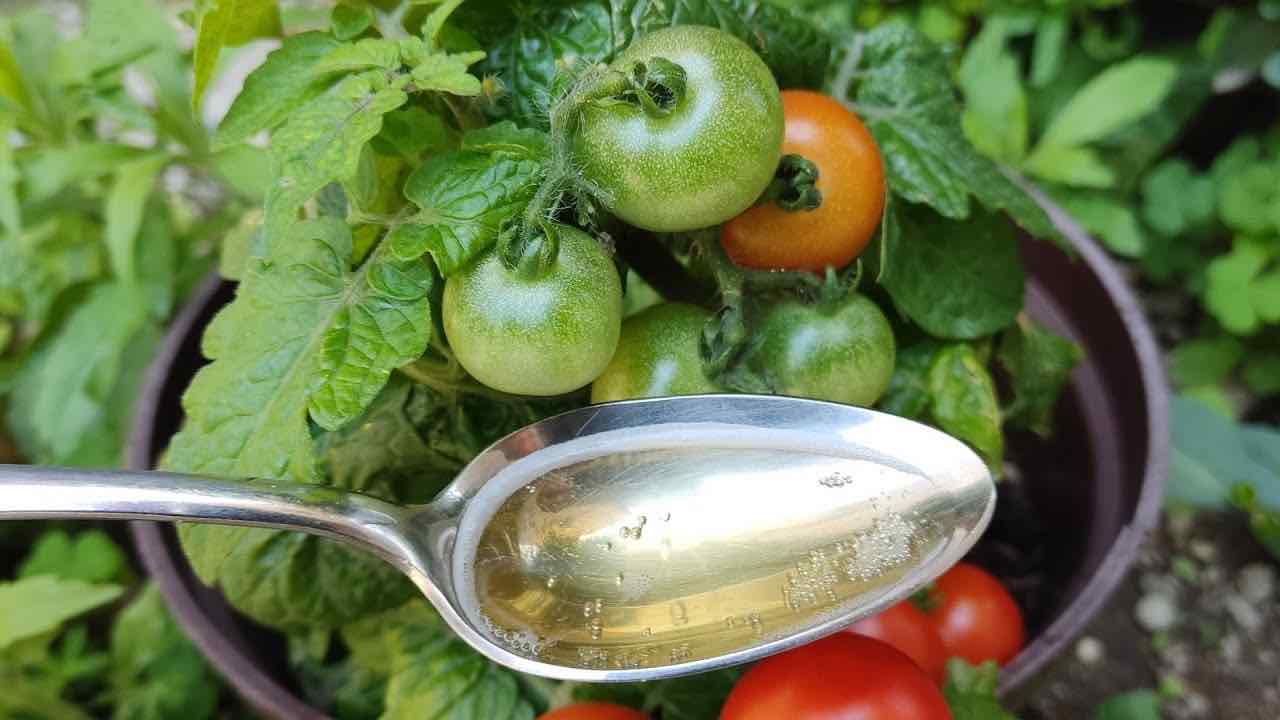 Ergänzungsmittel für Tomaten und Gurken