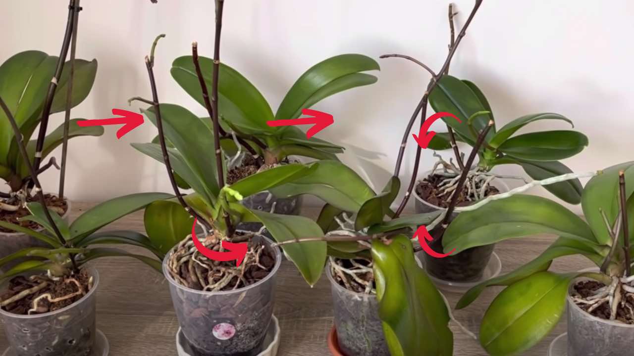 Heilmittel gegen Orchideen