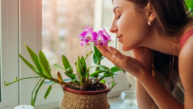 Frau riecht Orchideen