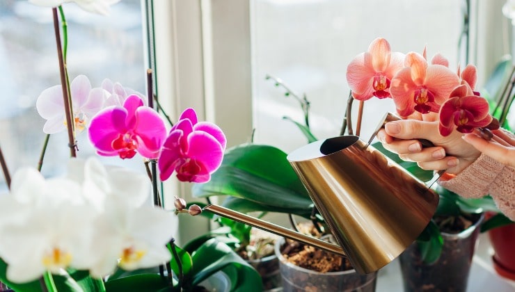 Orchideen auf der Fensterbank