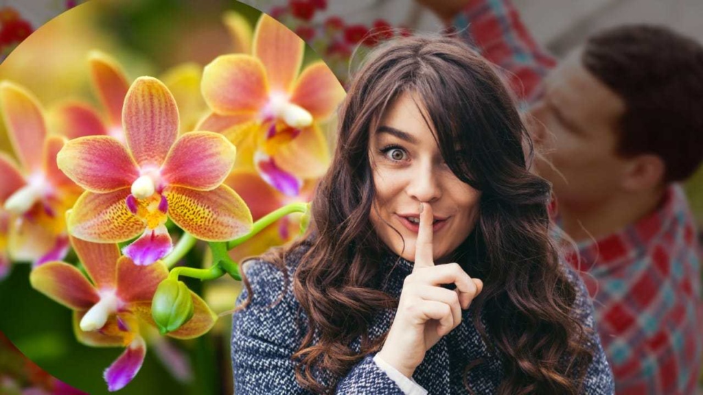 Orchidee, der Trick der Gärtner, damit sie den ganzen Sommer über voller Blumen ist